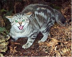 Feral cat