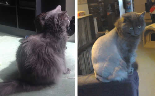 Smokey before and after his lion cut