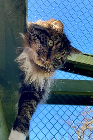 Leo
