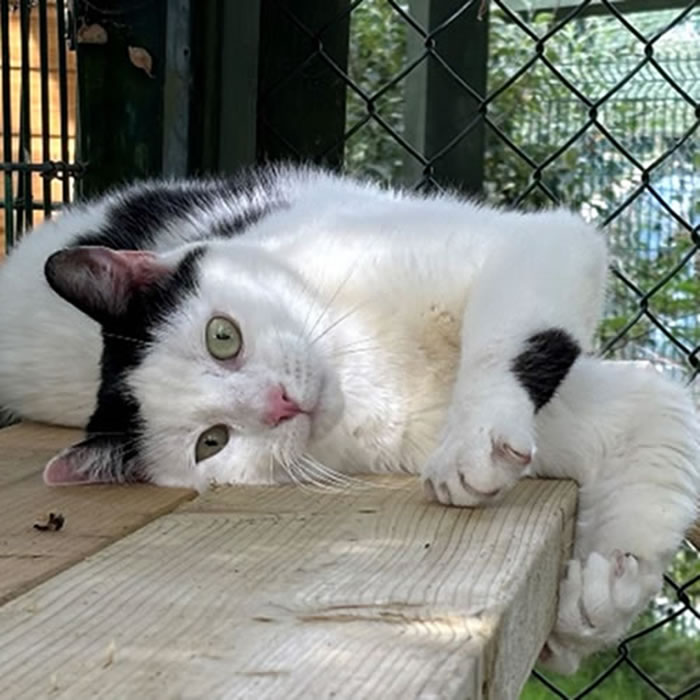 Bruce rehome