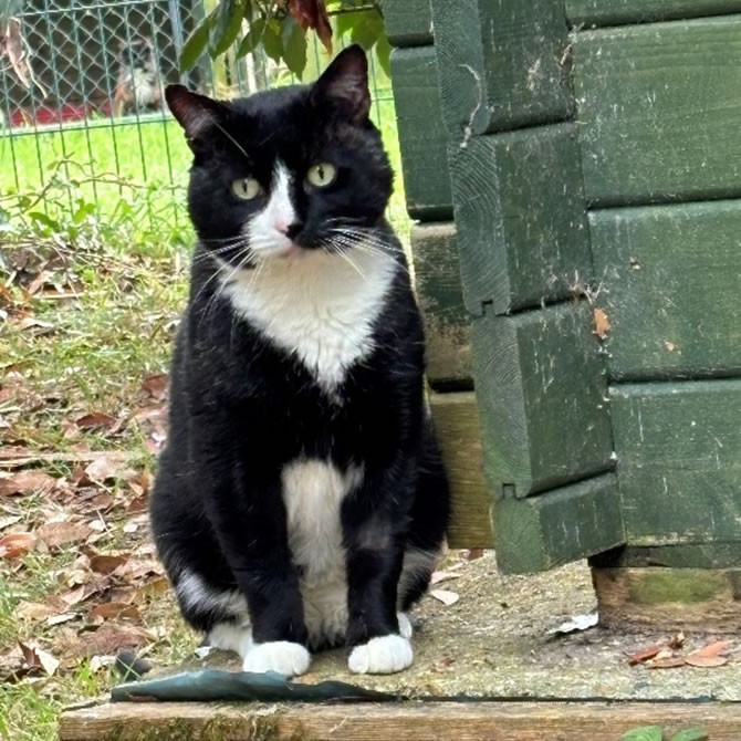 Harvey Rehoming