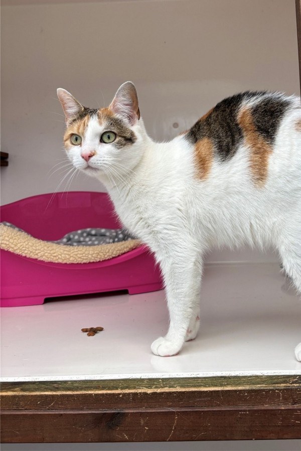 Zara Rehome